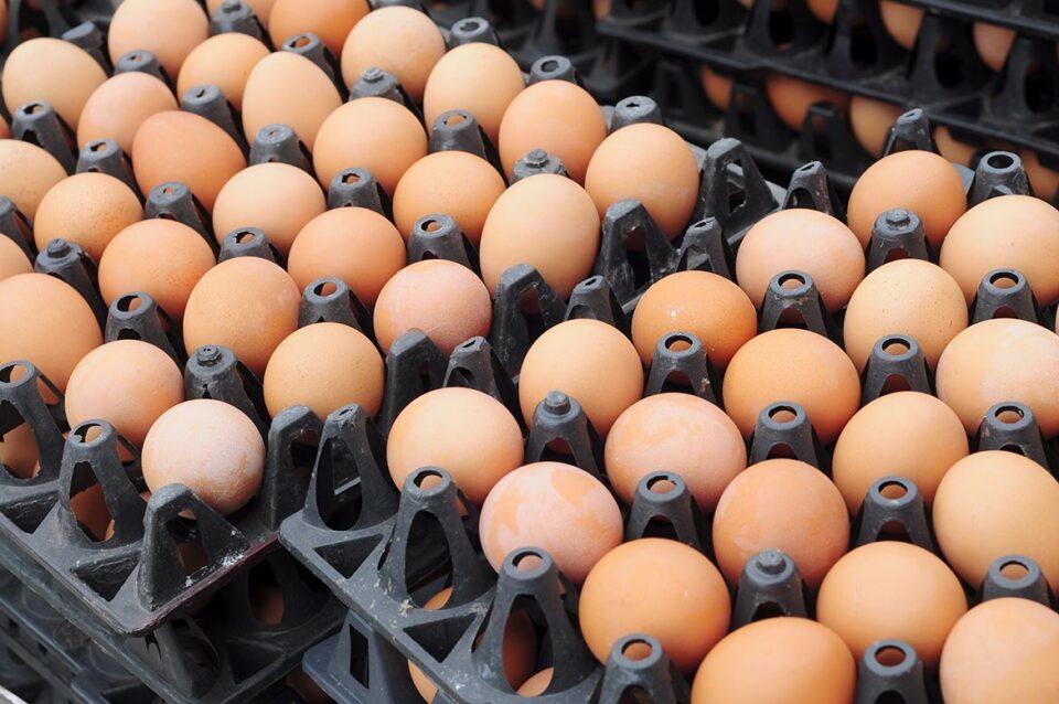 Poultry, Egg Industry Responds To Consumer-driven Challenges
